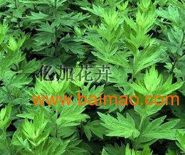 衡水艾草產業(yè)概覽 優(yōu)質艾條供應、市場價格與專業(yè)生產廠家解析